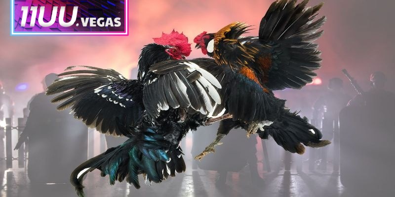 Đá gà 11UU tập hợp tất cả những giải đấu lớn nhất khu vực