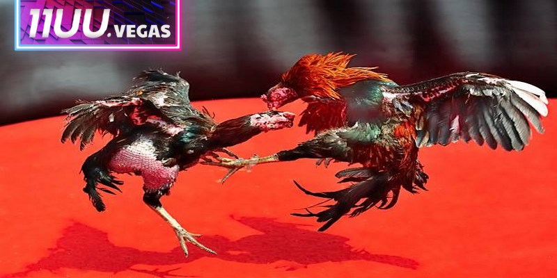 Giải đấu đá gà trực tiếp Thomo được đánh giá cao nhờ tính kịch tính