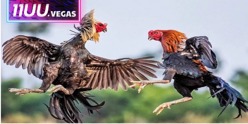 Để bắt đầu trải nghiệm tại sảnh đá gà cần tuân thủ đúng hướng dẫn