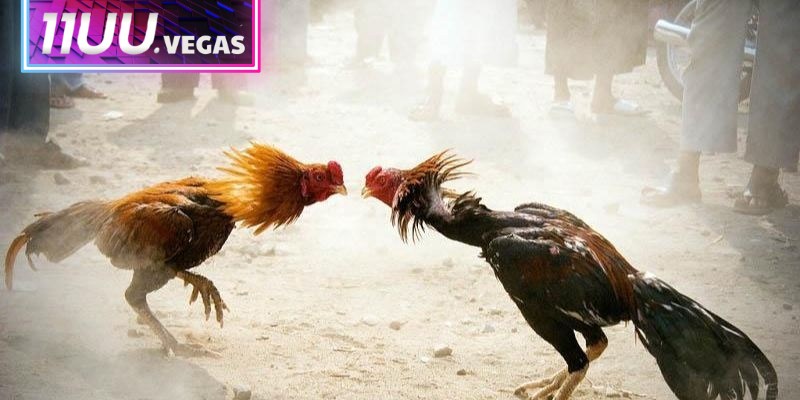 Đá gà cựa dao 11UU hiện đại thu hút người chơi theo dõi liên tục