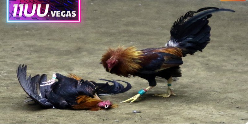 Mặc dù là giống nhỏ bé, gà tre lại được đánh giá cao về sức mạnh