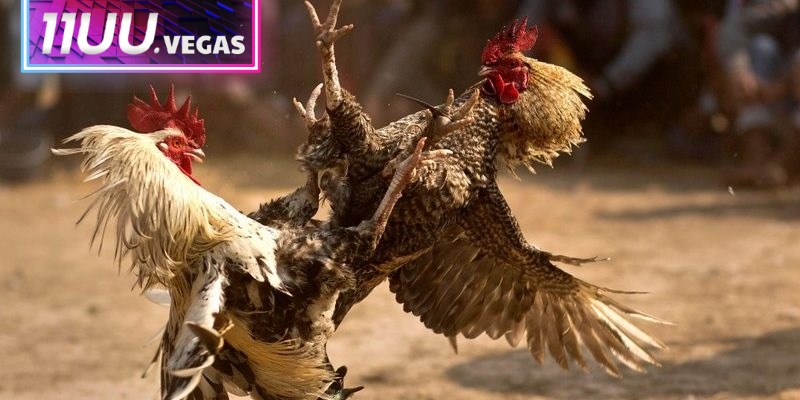 Một con gà chiến lý tưởng cần có thân hình cân đối để dễ thắng