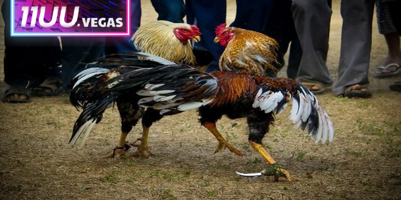 Đá gà cựa sắt 11UU thu hút đông đảo người tham gia hàng ngày