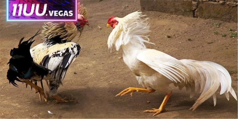 Đa dạng các giống tham gia đá gà cựa sắt với sức mạnh lớn