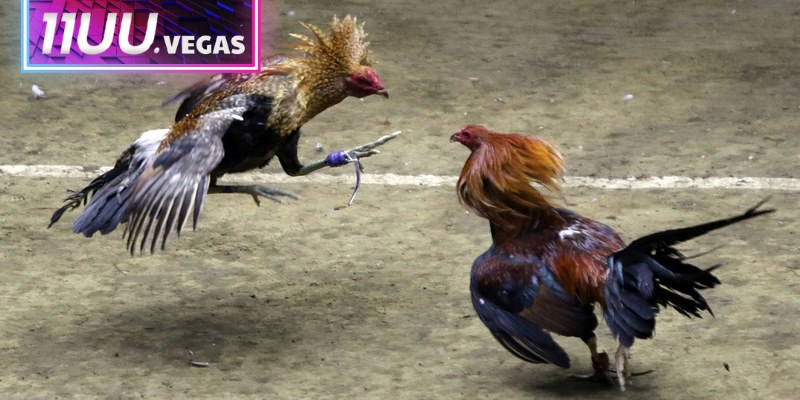 Tìm hiểu kỹ về cách thức tổ chức, hệ thống kèo và các quy định chung