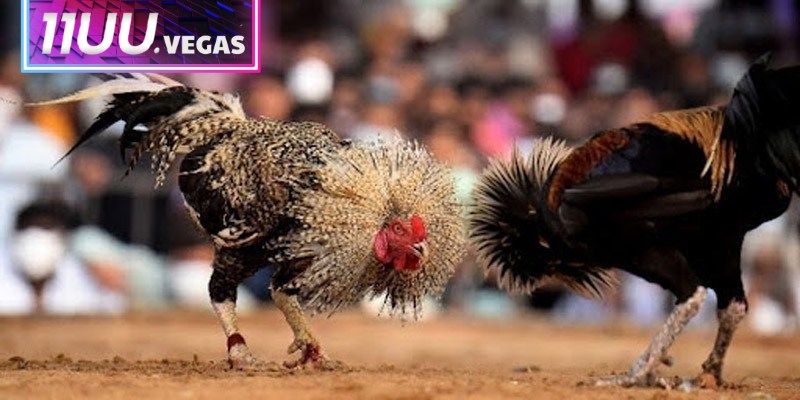 Đá gà Thomo 11UU là một điểm đến giải trí vô cùng nổi tiếng