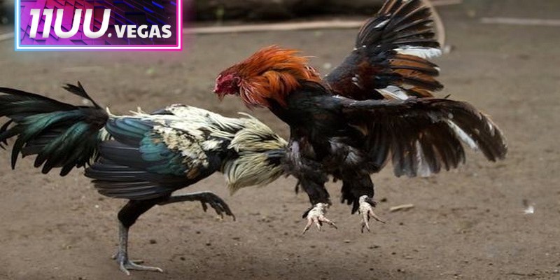 Các chiến kê phải được kiểm tra về trọng lượng và chiều cao