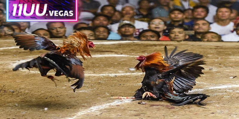 Thống kê thành tích đá gà Thomo trước khi đưa ra dự đoán